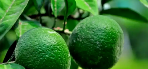 Citrus aurantium L Citrus aurantium L