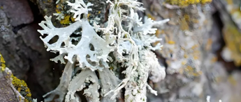 Oakmoss extract Oakmoss extract