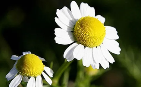 Erigeron breviscapus flavonoid Erigeron breviscapus flavonoid